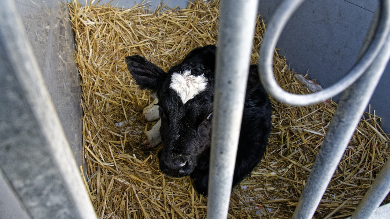 20151228 171108•Nieuw-Lekkerland•South Holland•Netherlands